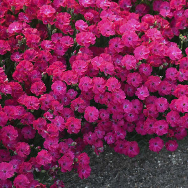 'Paint the Town Red' Dianthus - Image 2