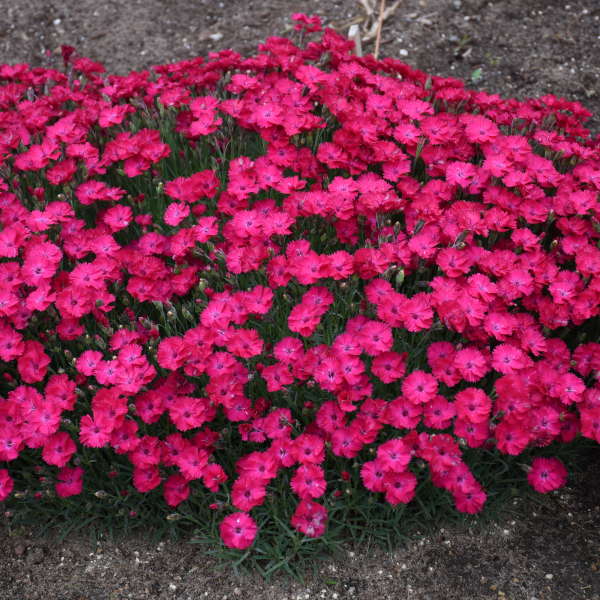 'Paint the Town Red' Dianthus - Image 3
