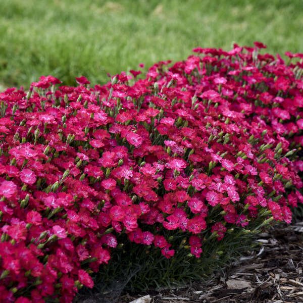 'Paint the Town Red' Dianthus - Image 4