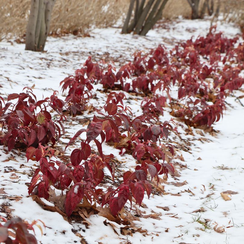 Paisley Pup™ Doghobble (Leucothoe) - Image 4