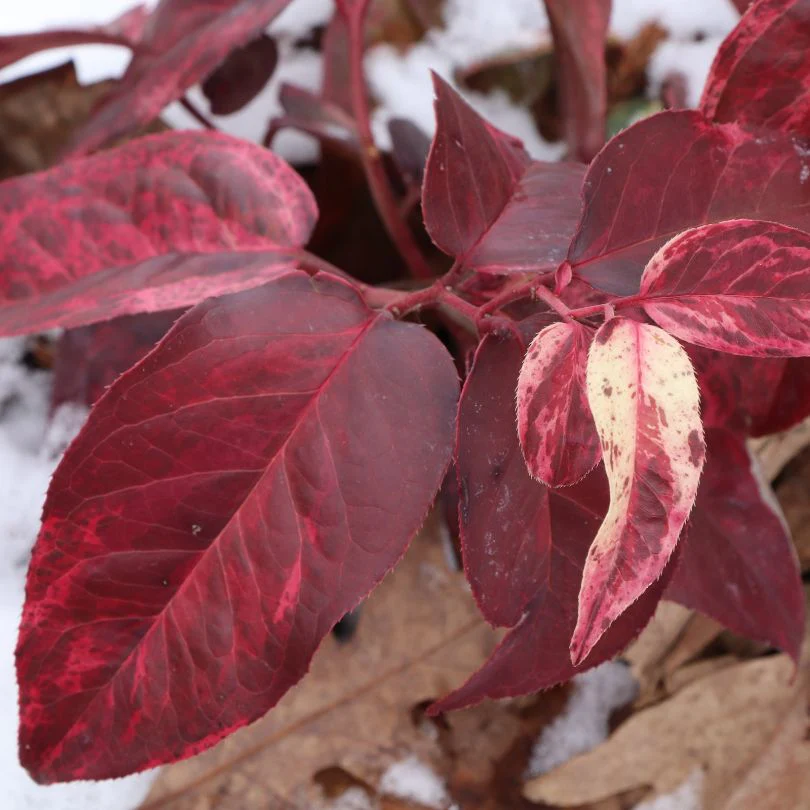 Paisley Pup™ Doghobble (Leucothoe) - Image 5