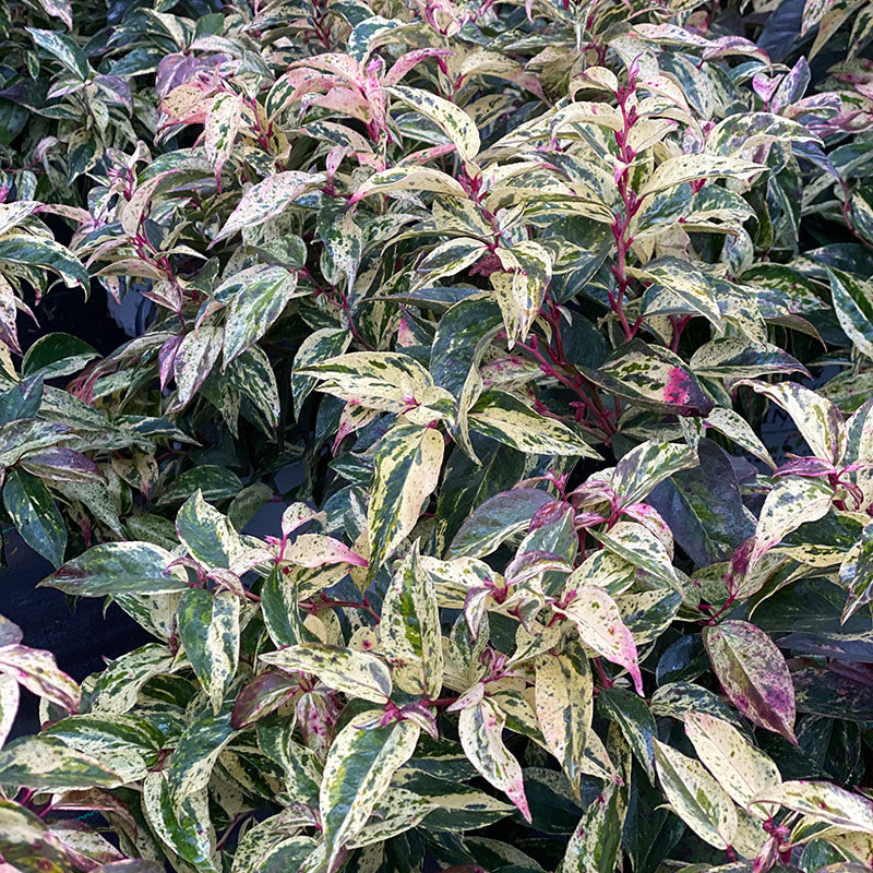 Paisley Pup™ Doghobble (Leucothoe) - Image 6