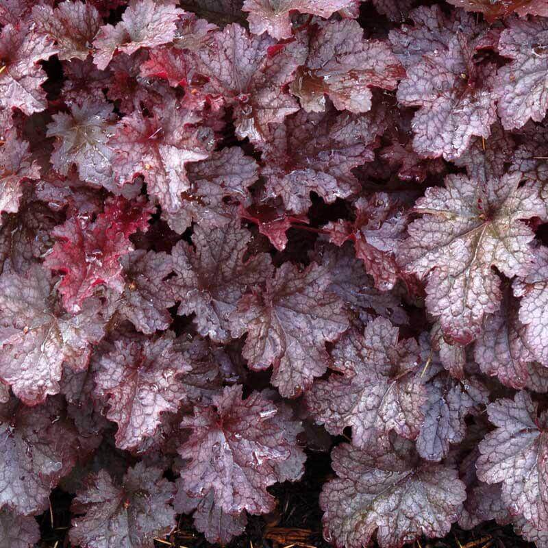 'Palace Purple' Coral Bells - Image 2