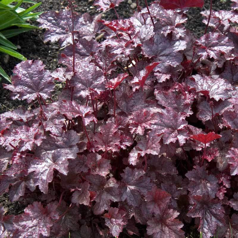 'Palace Purple' Coral Bells - Image 3