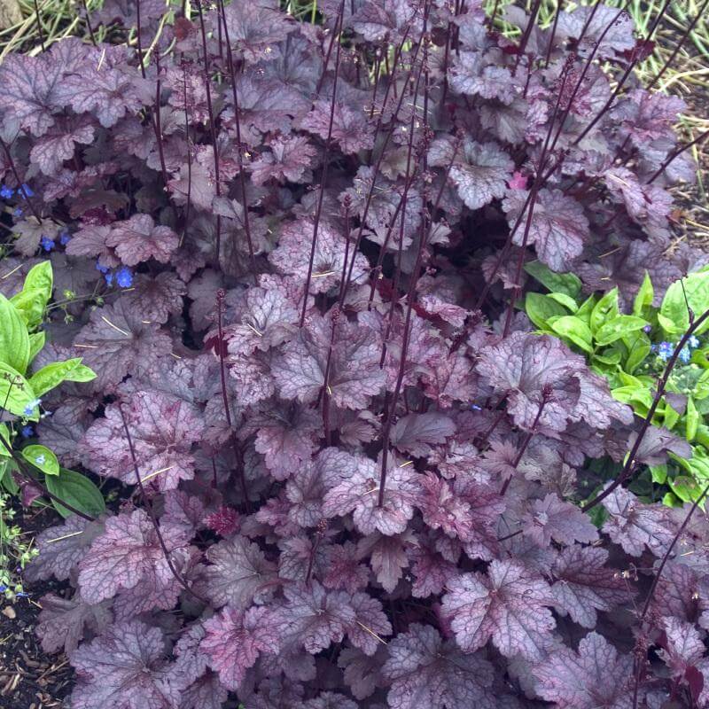 'Palace Purple' Coral Bells - Image 4