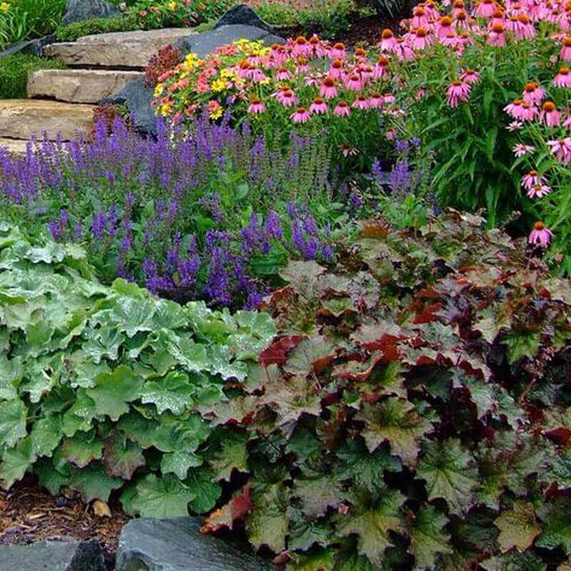 'Palace Purple' Coral Bells - Image 6