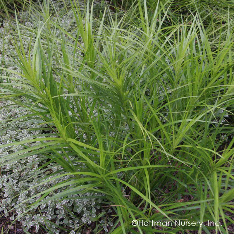 Palm Sedge (Carex) - Image 2