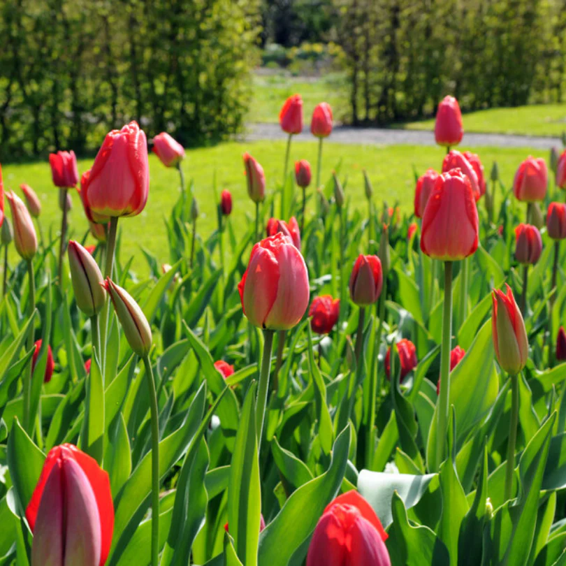'Parade' Tulip - Image 2