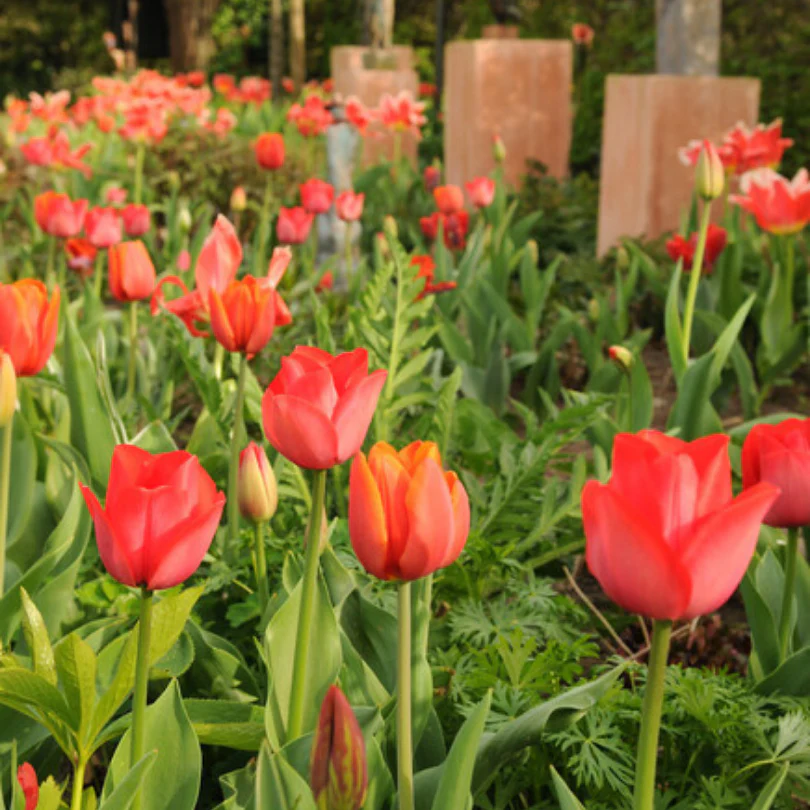 'Parade' Tulip - Image 4