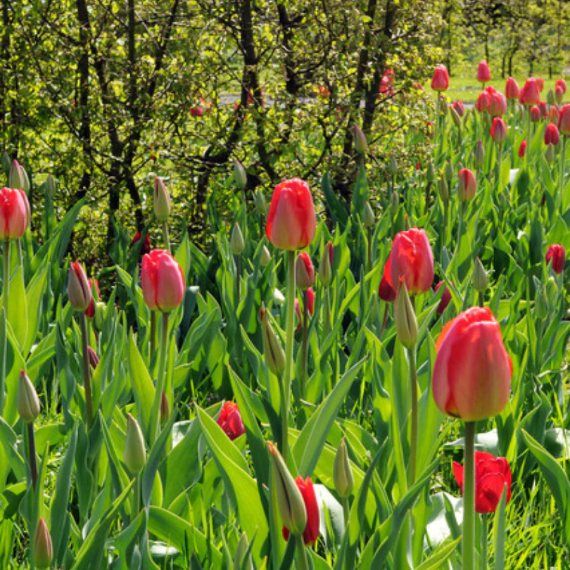 'Parade' Tulip - Image 5