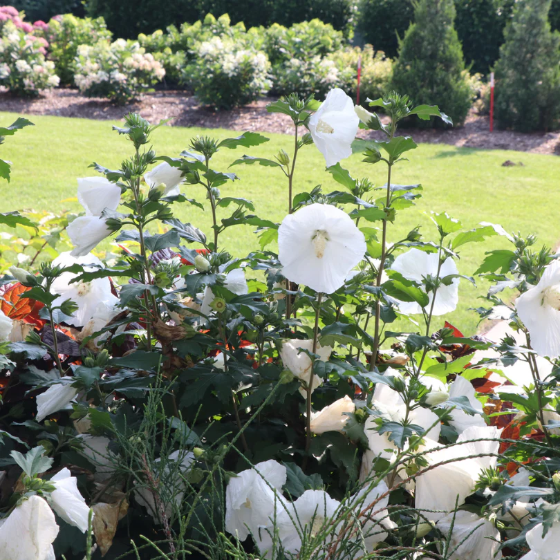 Paraplu® Pure White Rose of Sharon (Hibiscus) - Image 2