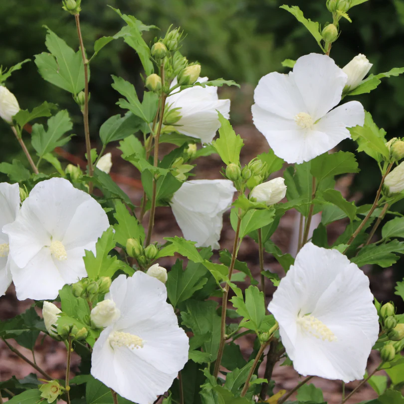 Paraplu® Pure White Rose of Sharon (Hibiscus) - Image 3