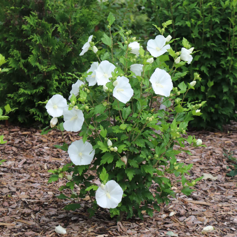 Paraplu® Pure White Rose of Sharon (Hibiscus) - Image 4