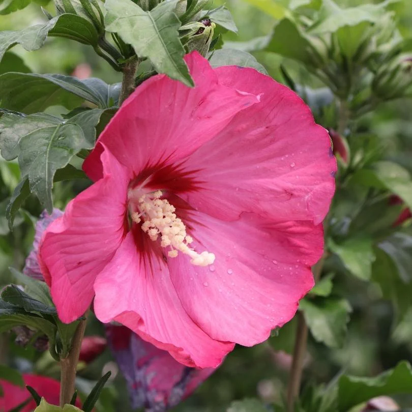 Paraplu® Red Rose of Sharon (Hibiscus) - Image 2