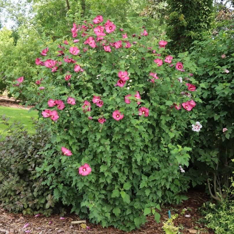 Paraplu® Red Rose of Sharon (Hibiscus) - Image 3