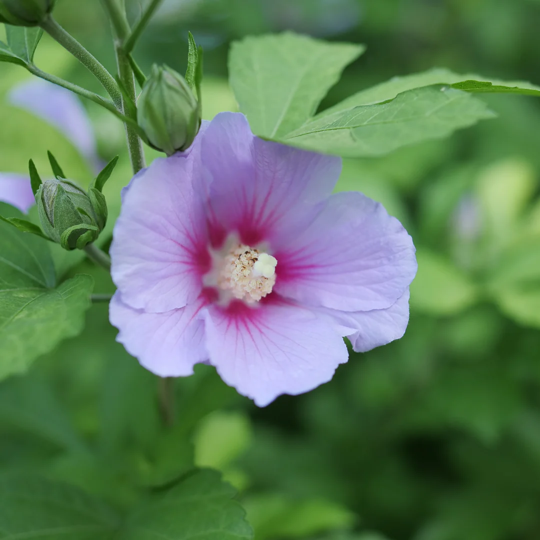 Paraplu Adorned® Rose of Sharon (Hibiscus) - Image 3