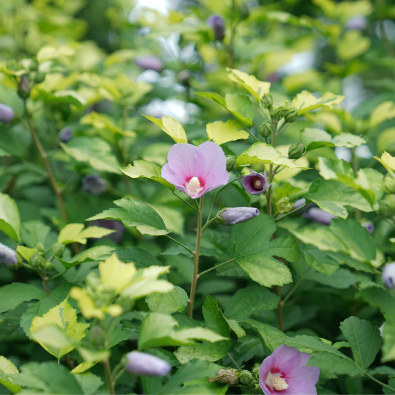 Paraplu Adorned® Rose of Sharon (Hibiscus) - Image 4