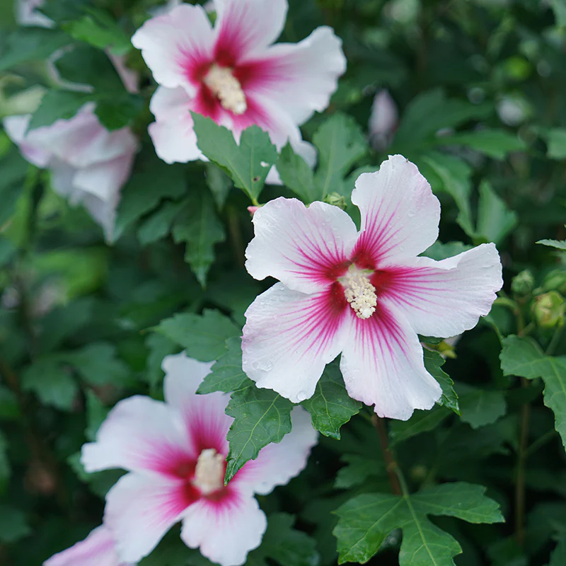 Paraplu Pink Ink® Rose of Sharon (Hibiscus) - Image 2
