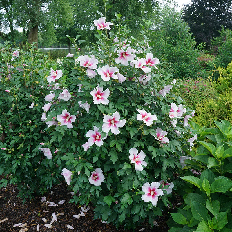 Paraplu Pink Ink® Rose of Sharon (Hibiscus) - Image 3