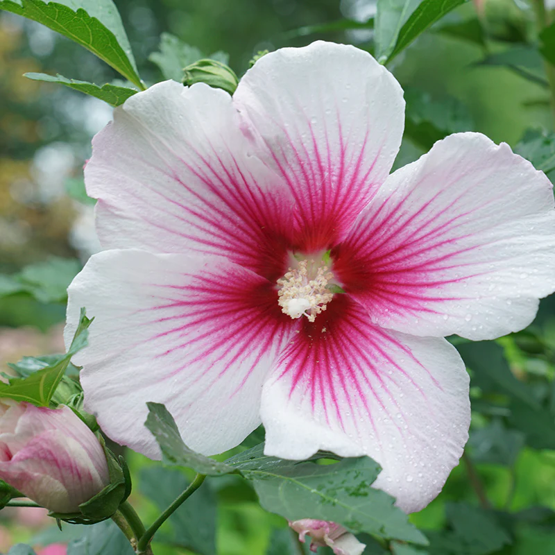 Paraplu Pink Ink® Rose of Sharon (Hibiscus) - Image 4