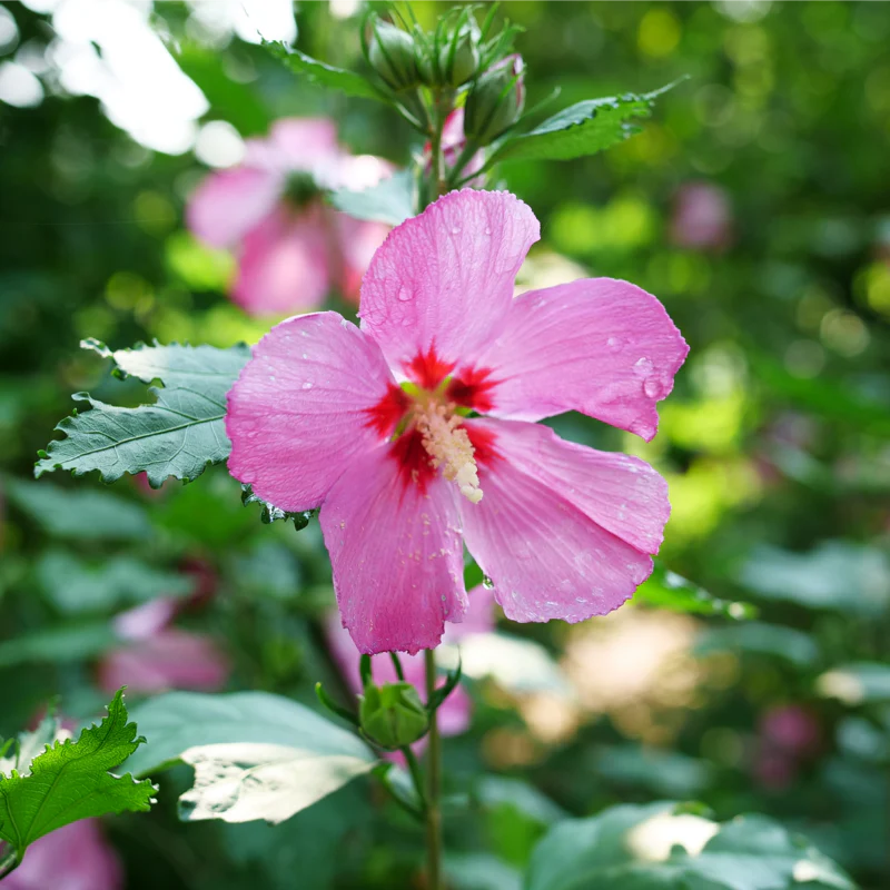 Paraplu Rouge™ Rose of Sharon (Hibiscus) - Image 2