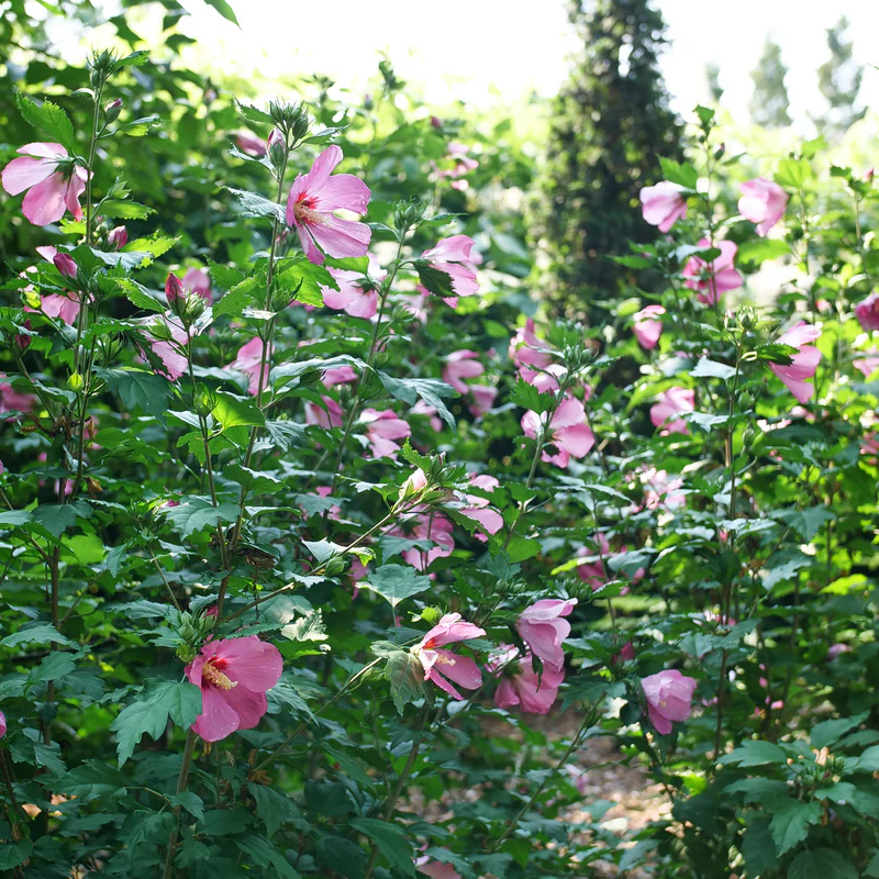 Paraplu Rouge™ Rose of Sharon (Hibiscus) - Image 3