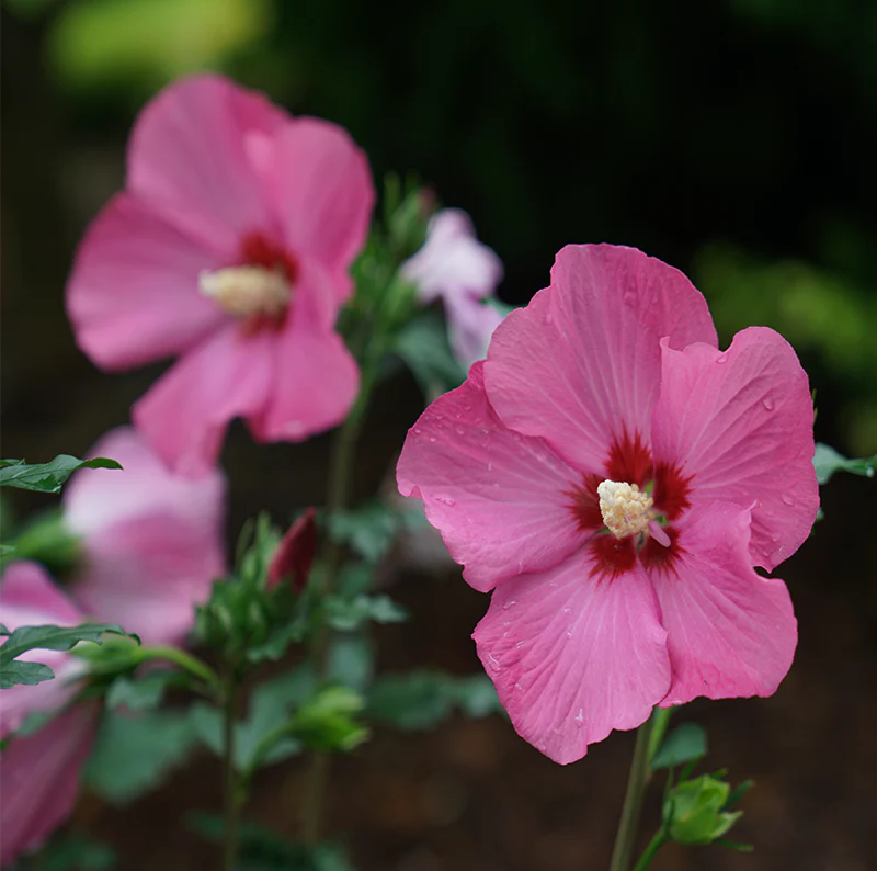 Paraplu Rouge™ Rose of Sharon (Hibiscus) - Image 4