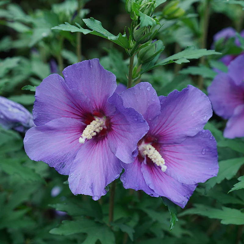 Paraplu Violet® Rose of Sharon (Hibiscus) - Image 3