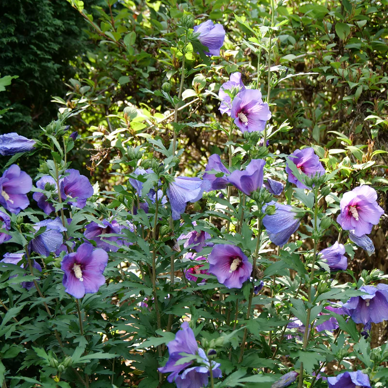Paraplu Violet® Rose of Sharon (Hibiscus) - Image 4
