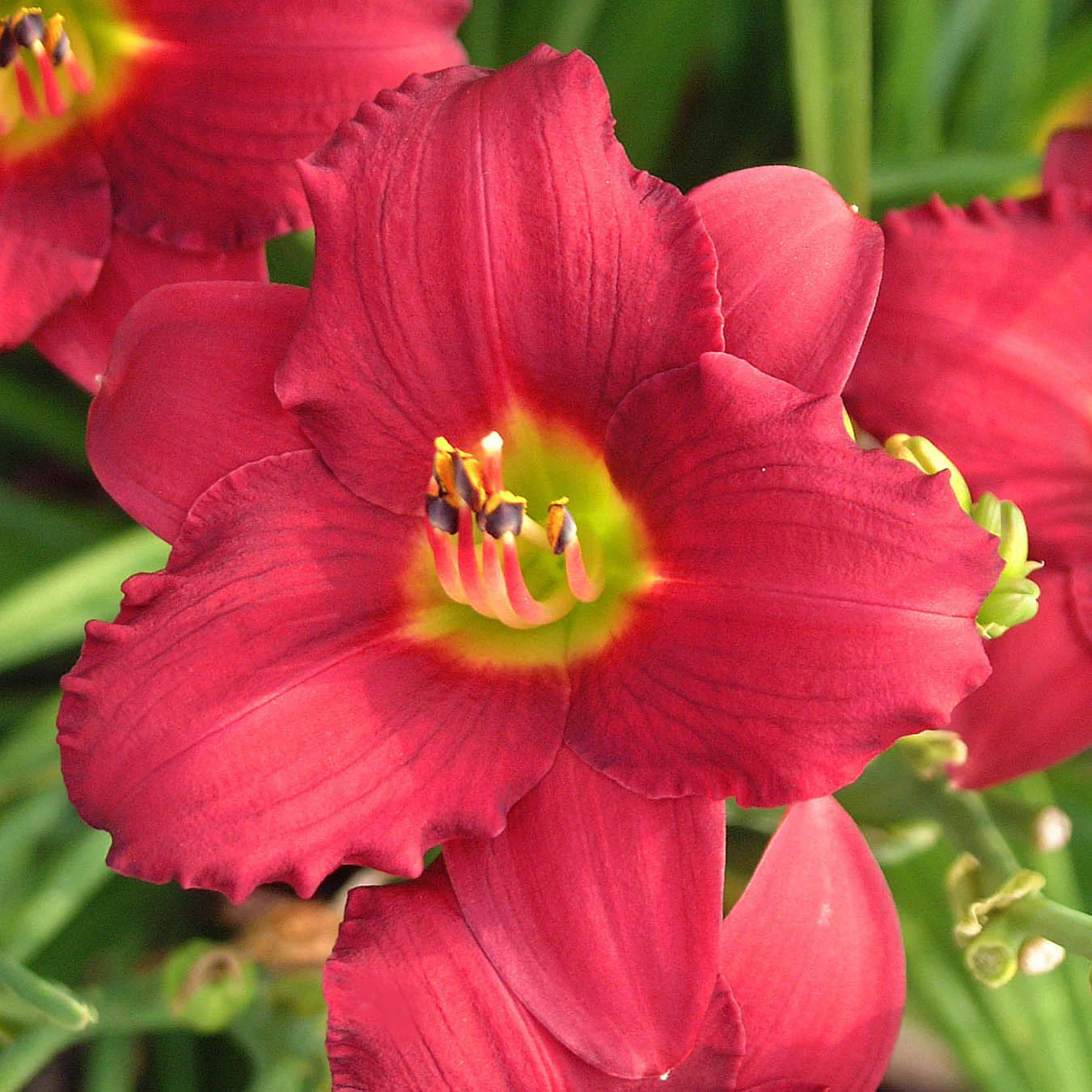 'Pardon Me' Daylily (Hemerocallis) - Image 4