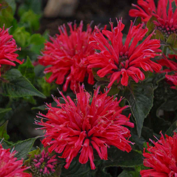 'Pardon My Cerise' Bee Balm (Monarda) - Image 2