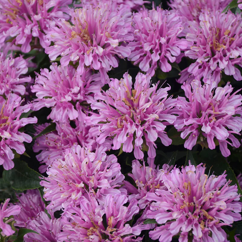 'Pardon My Lavender' Bee Balm - Image 4