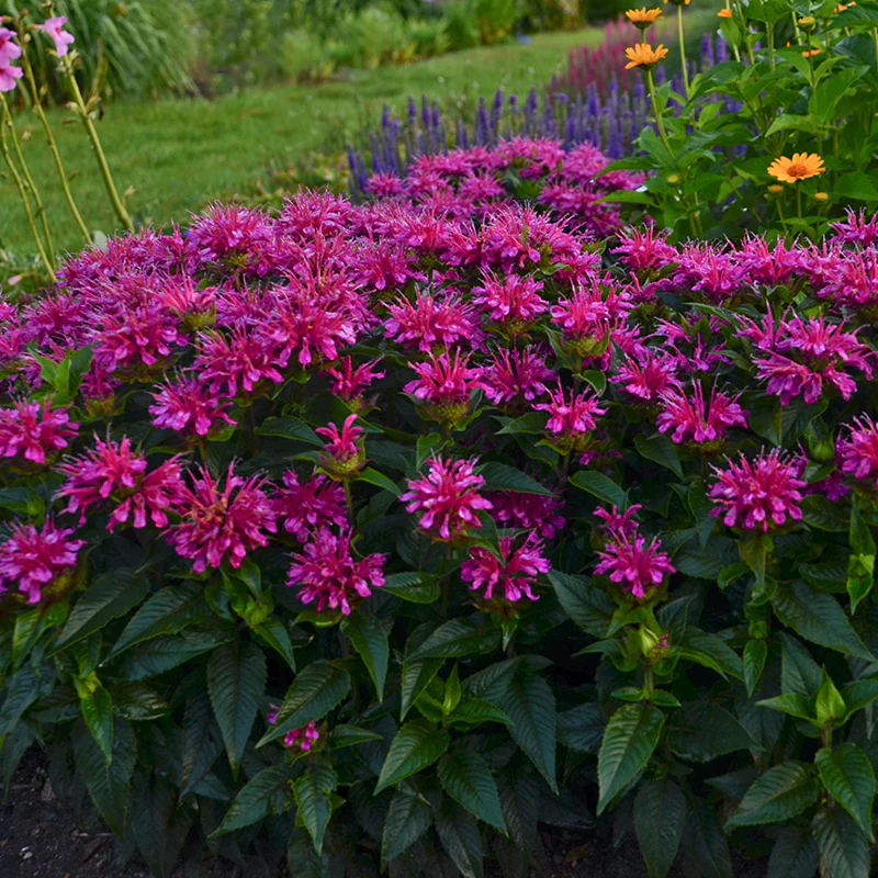 'Pardon My Purple' Bee Balm (Monarda)
