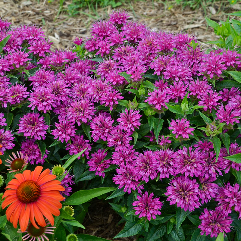 'Pardon My Purple' Bee Balm (Monarda) - Image 2