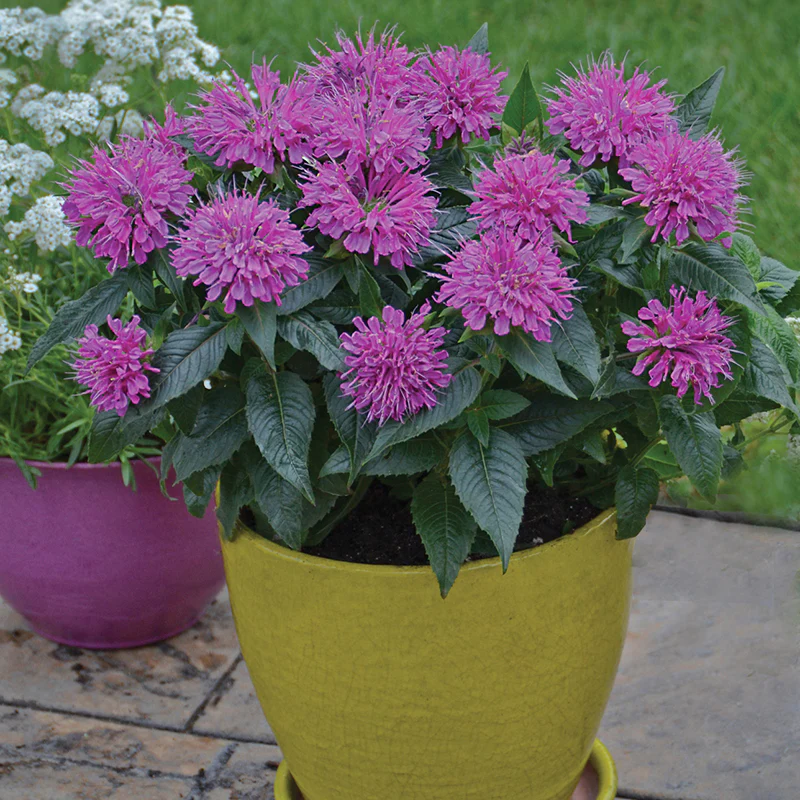 'Pardon My Purple' Bee Balm (Monarda) - Image 3