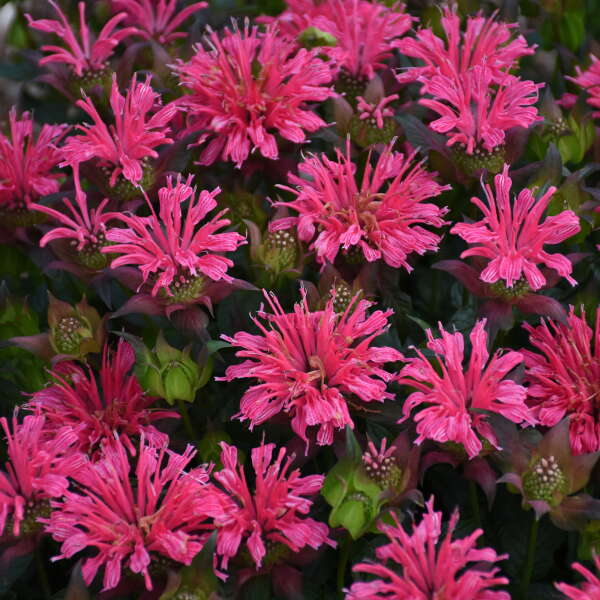 'Pardon My Rose' Bee Balm (Monarda)