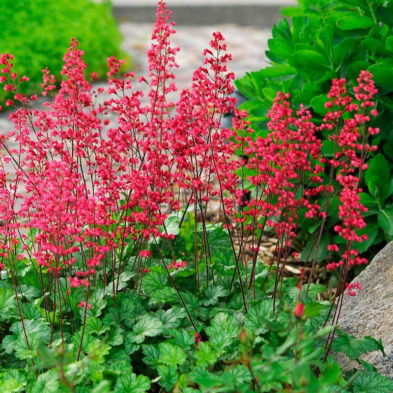 'Paris' Coral Bells (Heuchera) - Image 4