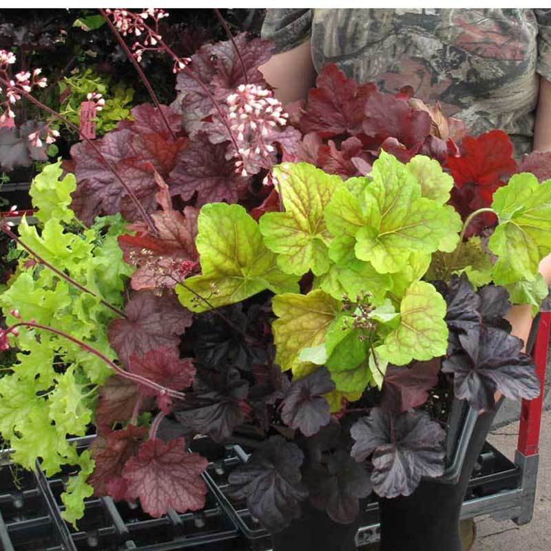 'Paris' Coral Bells (Heuchera) - Image 5