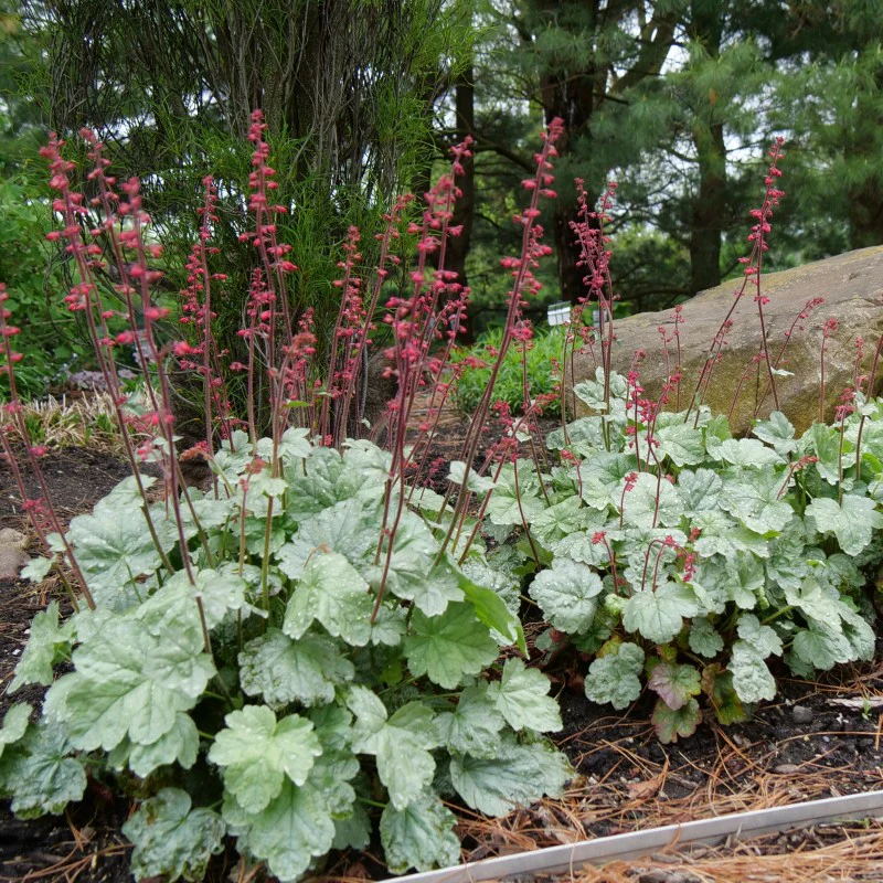 'Paris' Coral Bells (Heuchera) - Image 6