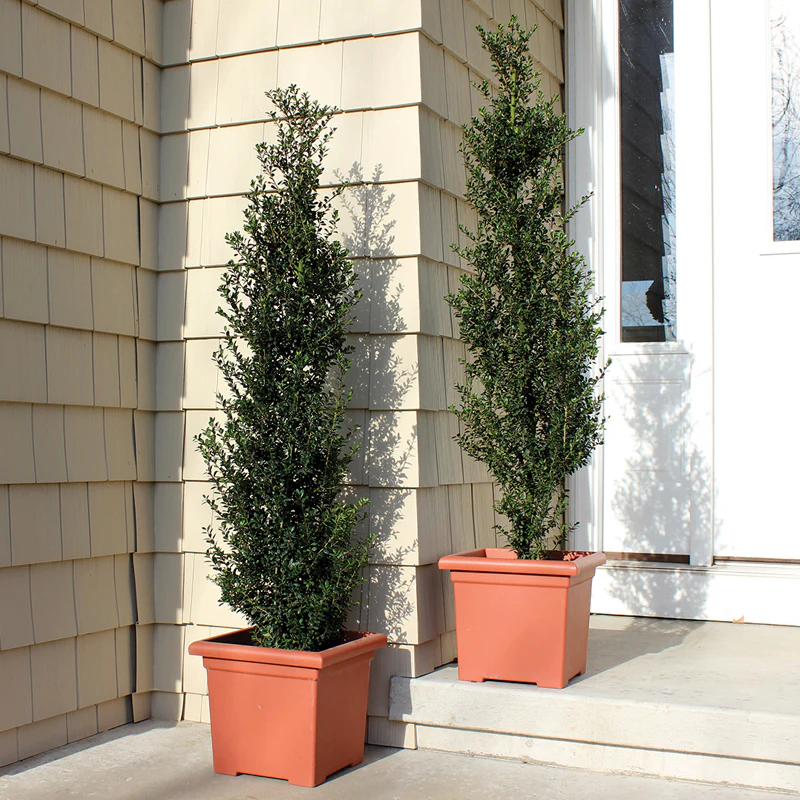 Patti O Box™ Japanese Holly