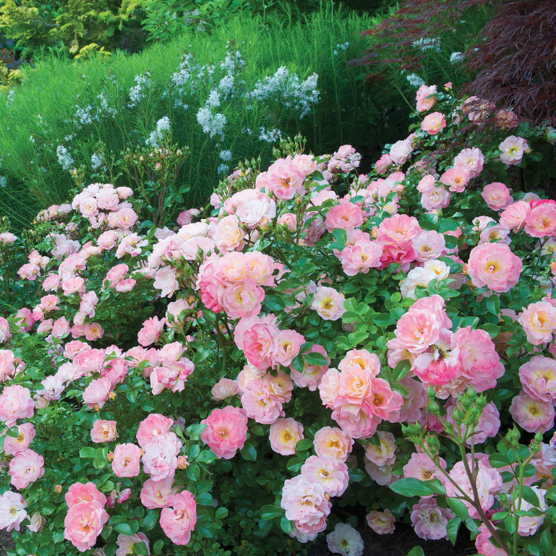 Peach Drift® Rose - Image 2