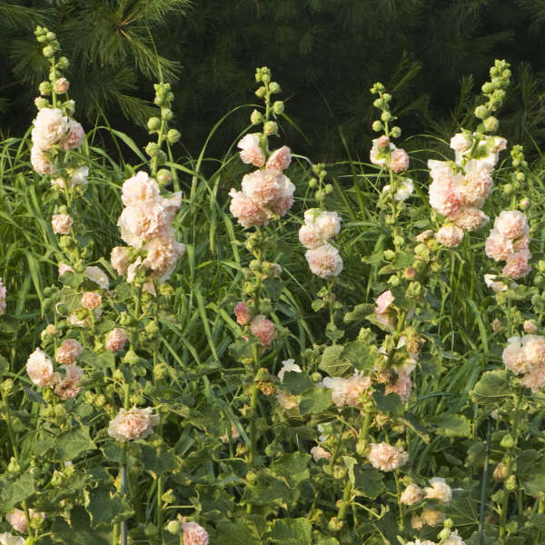 Peaches 'N' Dreams Hollyhock (Alcea)