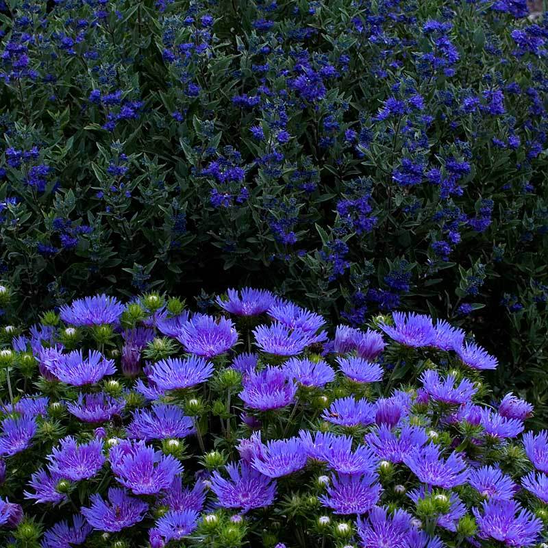 'Peachie's Pick' Stokes' Aster - Image 3