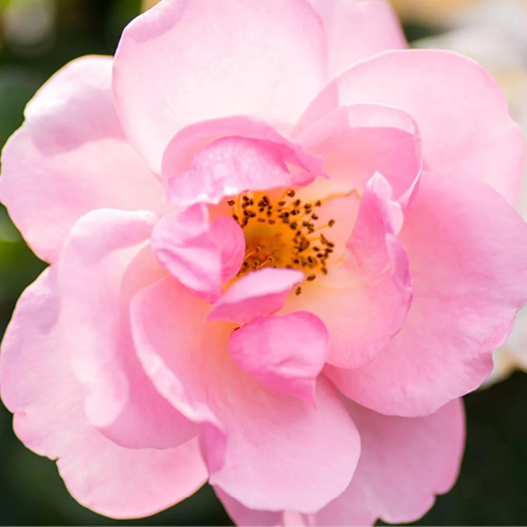 Peachy Knock Out® Rose - Image 2