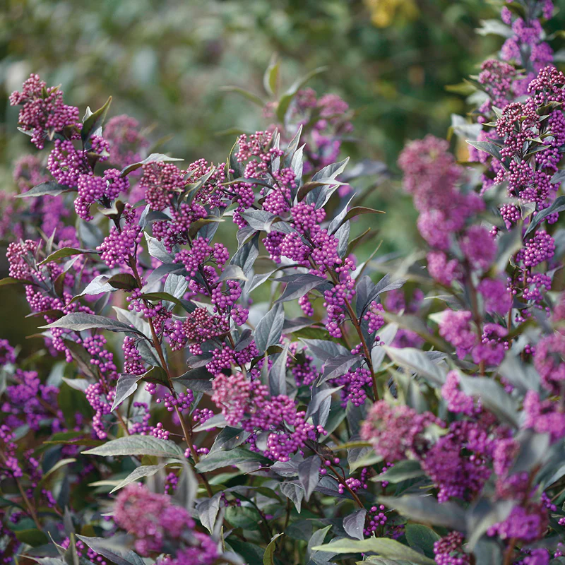Pearl Glam® Beautyberry (Callicarpa)