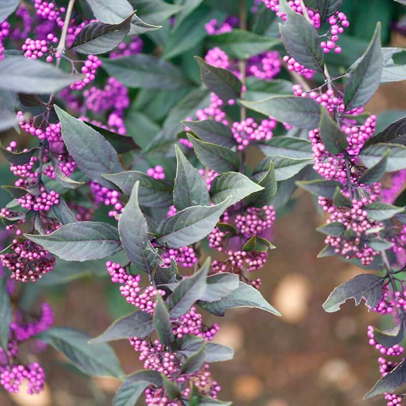 Pearl Glam® Beautyberry (Callicarpa) - Image 3