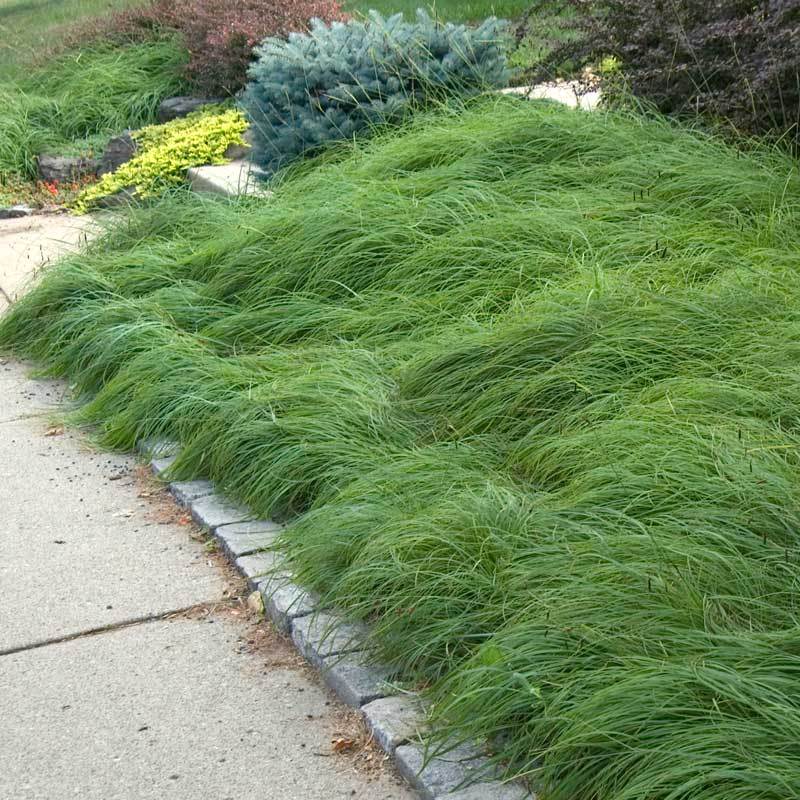 Pennsylvania Sedge (Carex) - Image 2