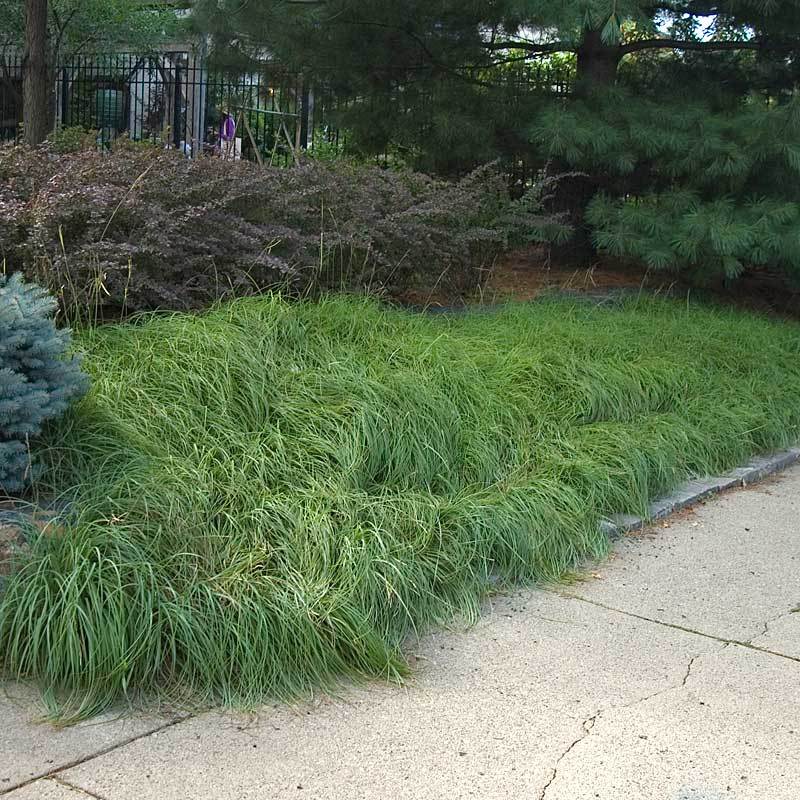 Pennsylvania Sedge (Carex) - Image 3