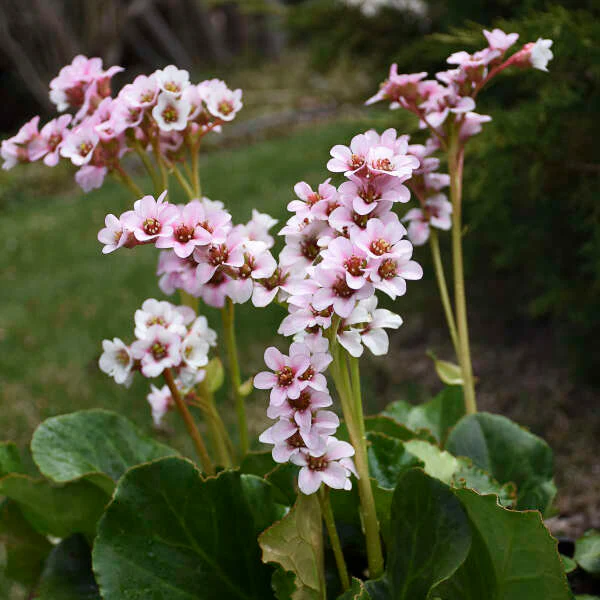 'Peppermint Patty' Pigsqueak (Bergenia) - Image 3