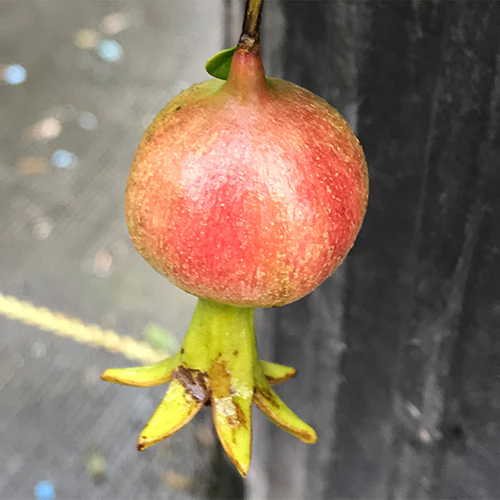 Peppy Le Pom™ Pomegranate - Image 3